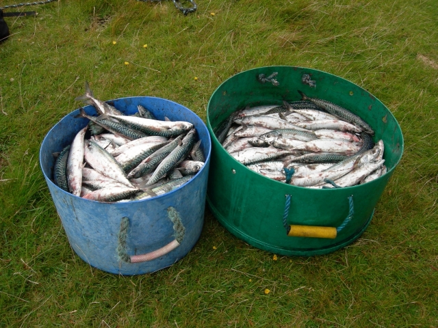 Catching Mackerel.