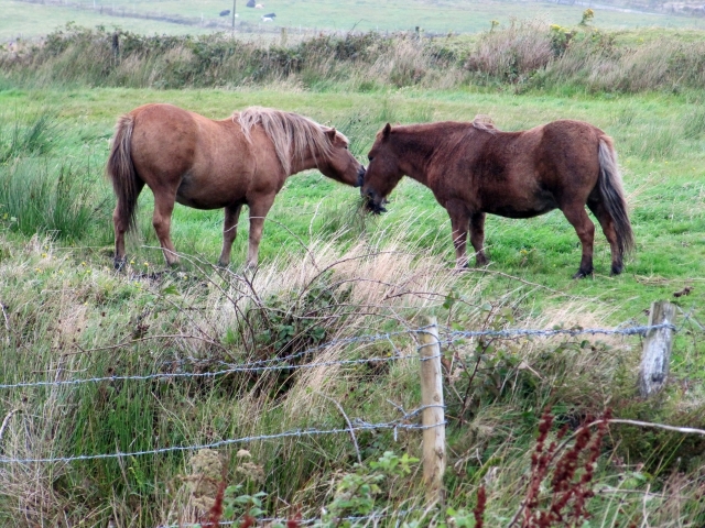 Kissing horses.