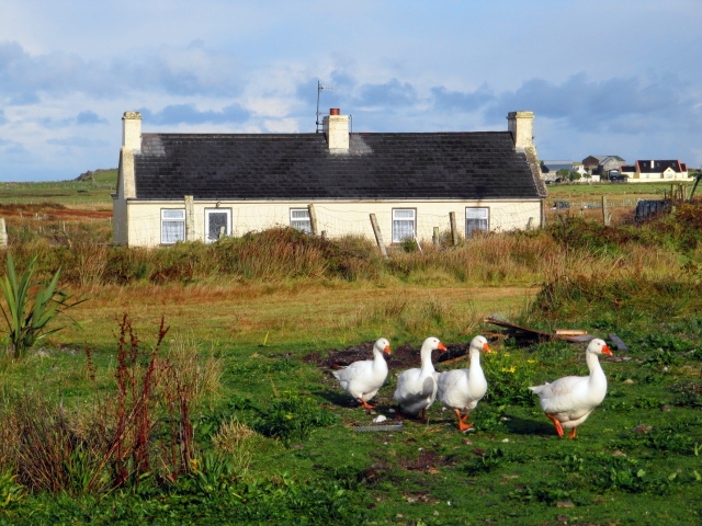 Tipp and Ducks